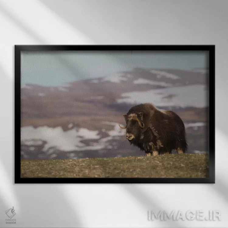تابلو Arctic tundra,گاومیش مشکین، توندرا شمالگان اثر کن آرچر - نمای قابدار مشکی