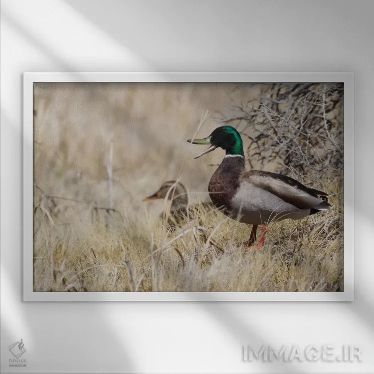 تابلو جفت اردک سرسبز در زیستگاه بوتهزار اثر کن آرچر - نمای قابدار سفید
