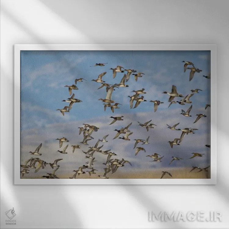 تابلو گروه ترکیبی پرندگان آبزی در حال پرواز اثر کن آرچر - نمای قابدار سفید