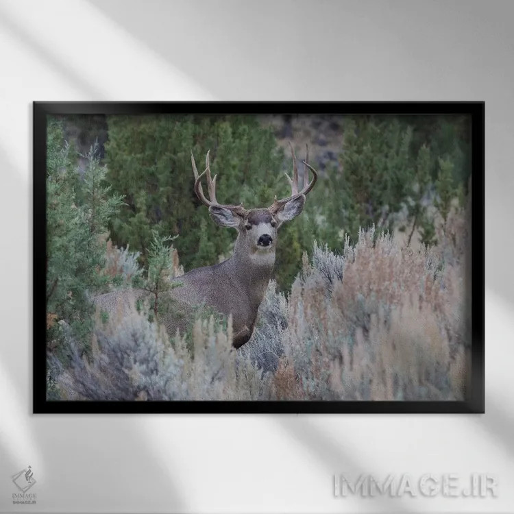 تابلو گوزن قاطر نر اثر کن آرچر - نمای قابدار مشکی