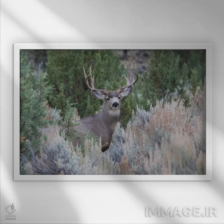 تابلو گوزن قاطر نر اثر کن آرچر - نمای قابدار سفید