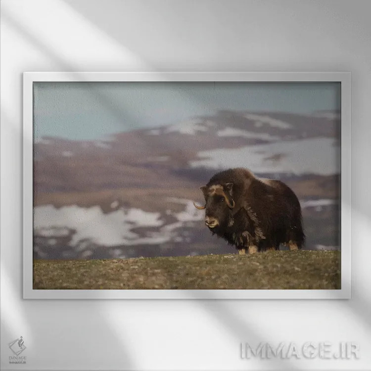 تابلو Arctic tundra,گاومیش مشکین، توندرا شمالگان اثر کن آرچر - نمای قابدار سفید