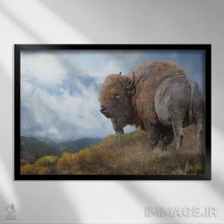 تابلو گاومیش طلایی II اثر کریستوفر وست - نمای قابدار مشکی