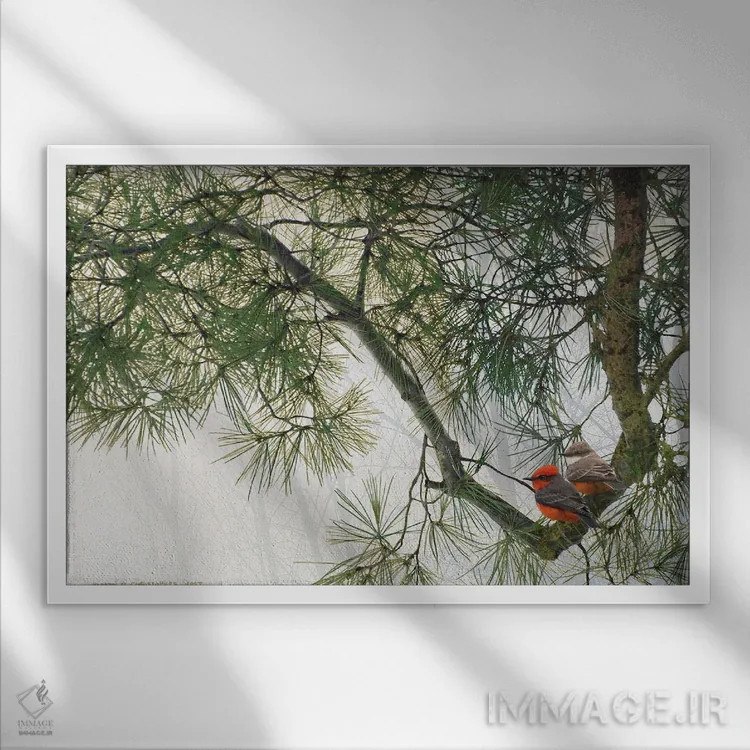 تابلو شاخهٔ خمیدهٔ کاج با مگسگیران قرمز اثر کریستوفر وست - نمای قابدار سفید