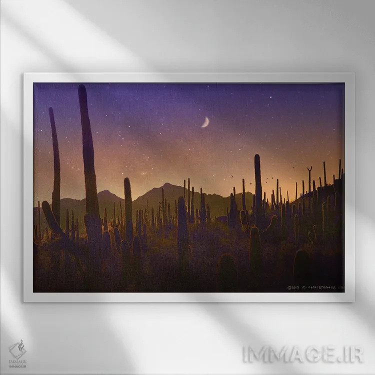 تابلو سایهوارهٔ تعداد زیادی کاکتوس ساگوارو اثر کریستوفر وست - نمای قابدار سفید