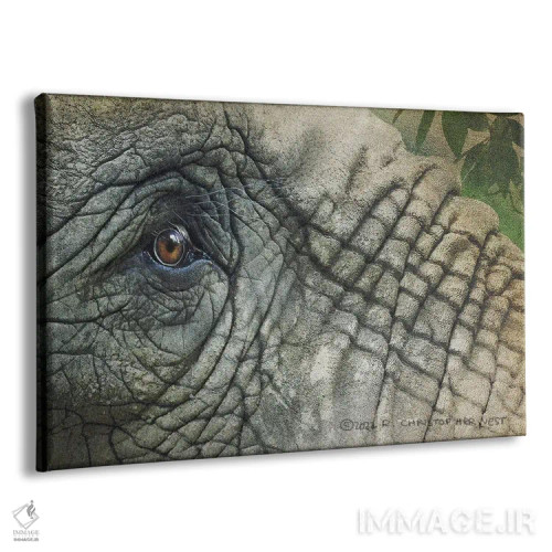 تابلو چشم فیل اثر کریستوفر وست - نمای پرسپکتیو محصول