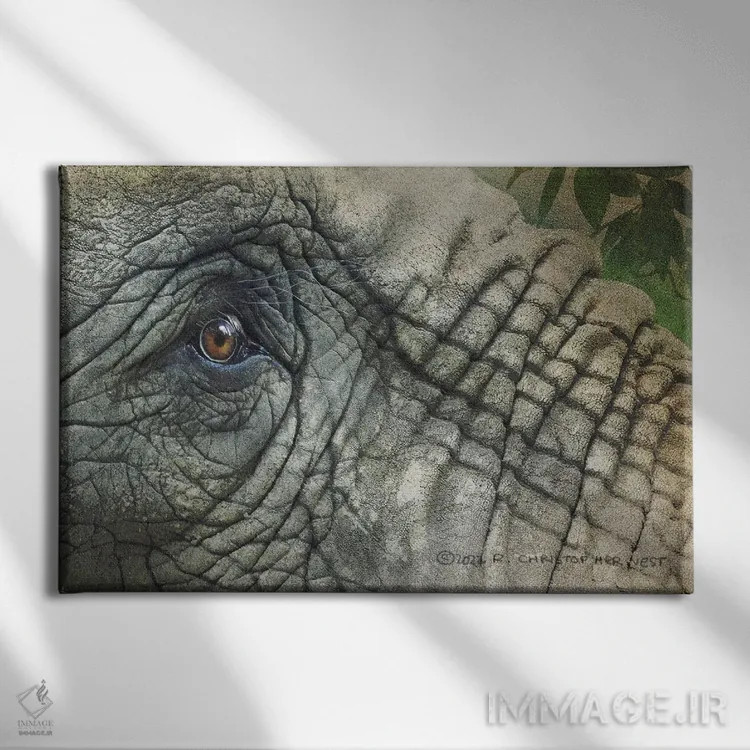 تابلو چشم فیل اثر کریستوفر وست - نمای روبهرو روی دیوار