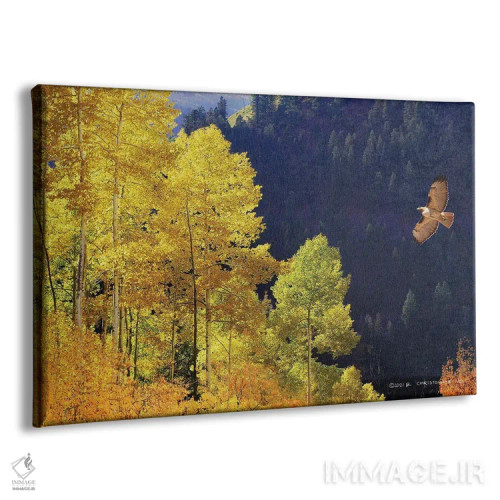 تابلو شیرجهٔ شاهین دمسرخ در دره اثر کریستوفر وست - نمای پرسپکتیو محصول