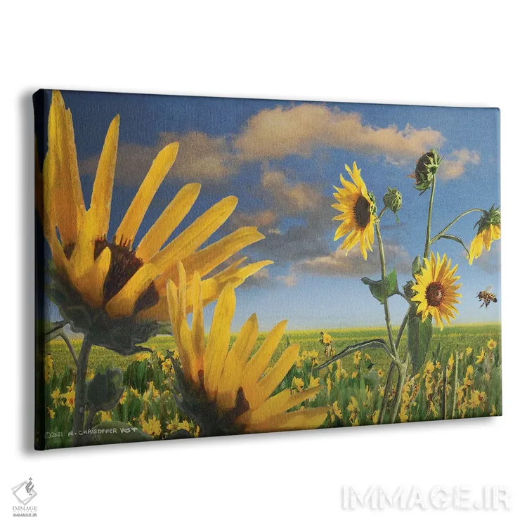 تابلو گلهای آفتابگردان در کانزاس اثر کریستوفر وست - نمای پرسپکتیو محصول
