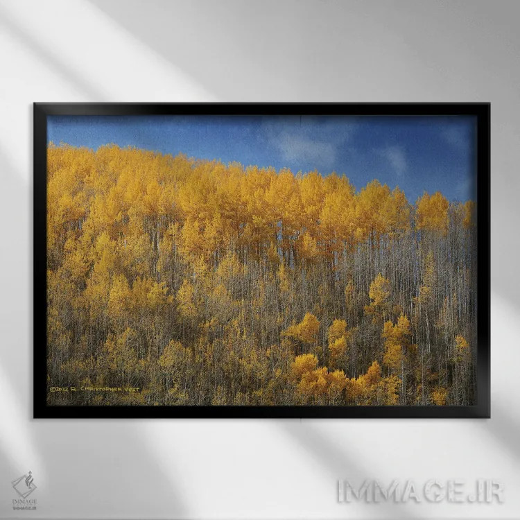 تابلو ردیفی از درختان سپیدار بر پسزمینهٔ آبی اثر کریستوفر وست - نمای قابدار مشکی