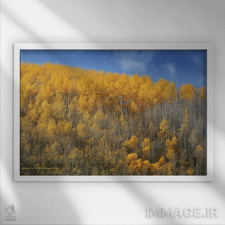 تابلو ردیفی از درختان سپیدار بر پسزمینهٔ آبی اثر کریستوفر وست - نمای قابدار سفید