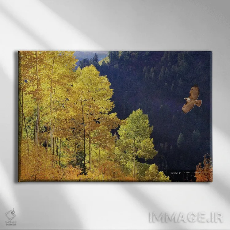 تابلو شیرجهٔ شاهین دمسرخ در دره اثر کریستوفر وست - نمای روبهرو روی دیوار