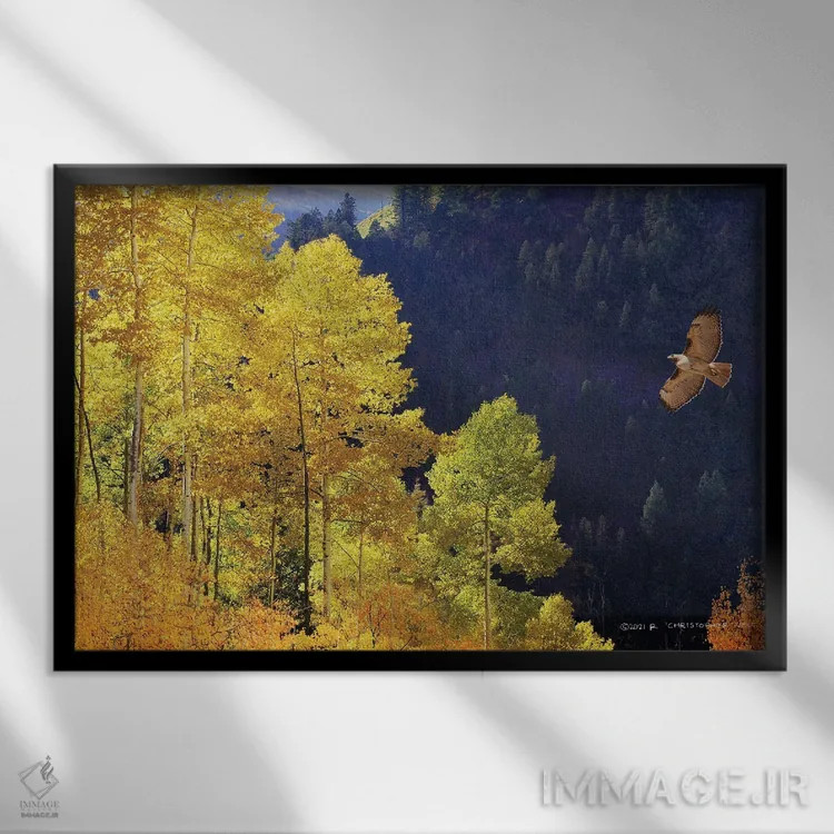 تابلو شیرجهٔ شاهین دمسرخ در دره اثر کریستوفر وست - نمای قابدار مشکی