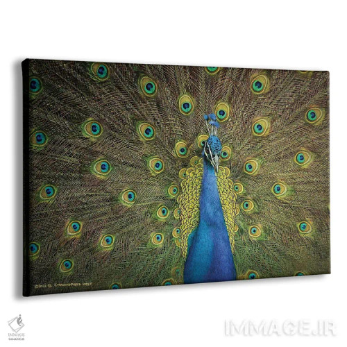 تابلو نمایش طاووس اثر کریستوفر وست - نمای پرسپکتیو محصول