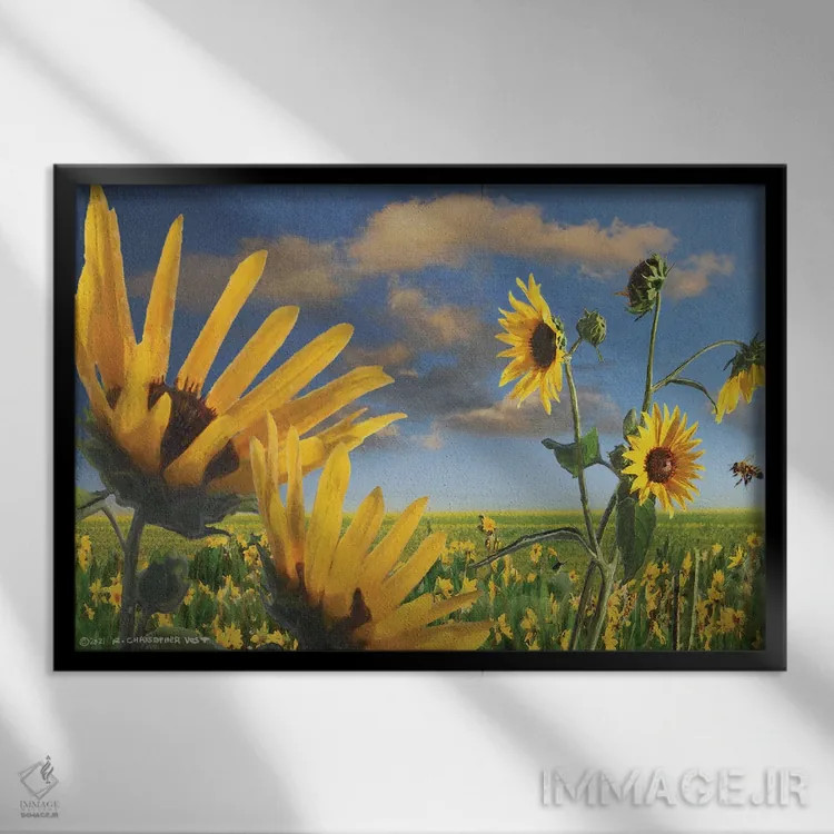 تابلو گلهای آفتابگردان در کانزاس اثر کریستوفر وست - نمای قابدار مشکی