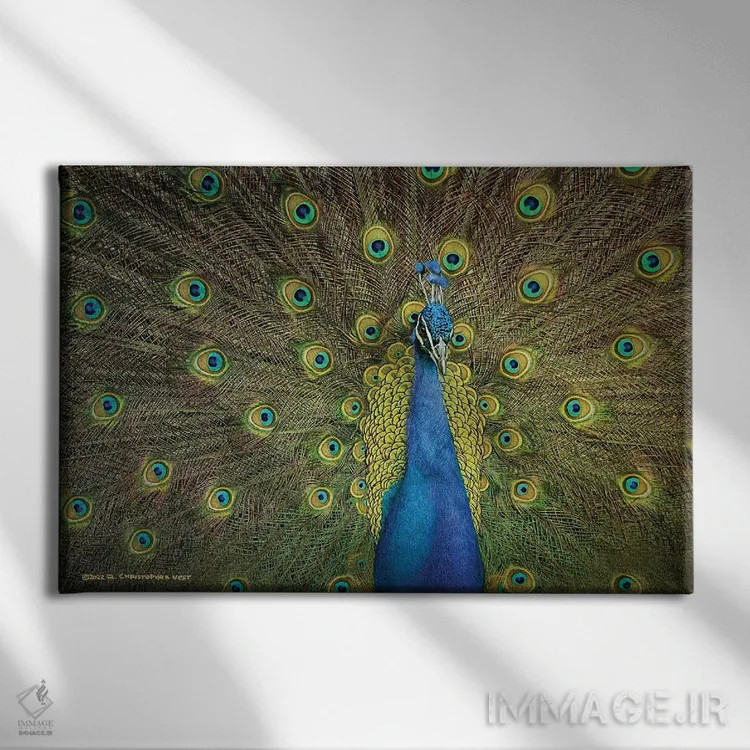 تابلو نمایش طاووس اثر کریستوفر وست - نمای روبهرو روی دیوار