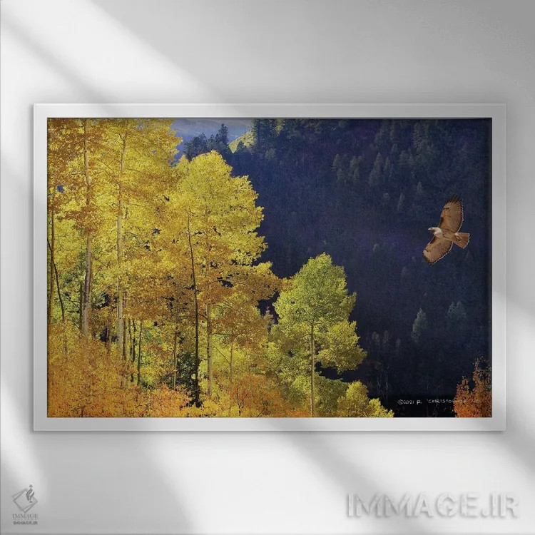 تابلو شیرجهٔ شاهین دمسرخ در دره اثر کریستوفر وست - نمای قابدار سفید