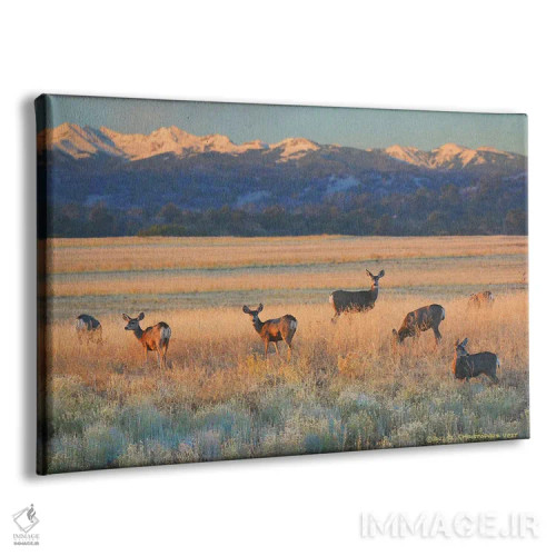 تابلو غزال در غروب اثر کریستوفر وست - نمای پرسپکتیو محصول