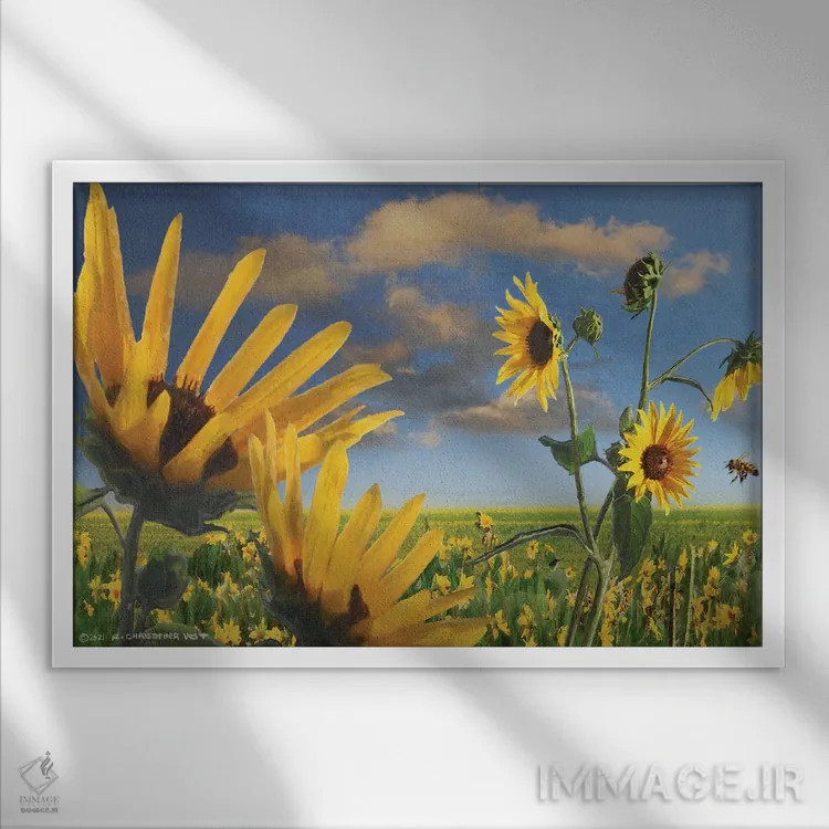 تابلو گلهای آفتابگردان در کانزاس اثر کریستوفر وست - نمای قابدار سفید