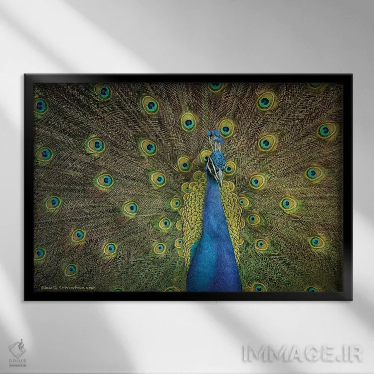 تابلو نمایش طاووس اثر کریستوفر وست - نمای قابدار مشکی