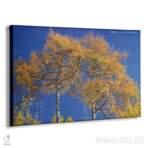 تابلو بالا نگریستن به دو درخت سپیدار همسان اثر کریستوفر وست - نمای پرسپکتیو محصول