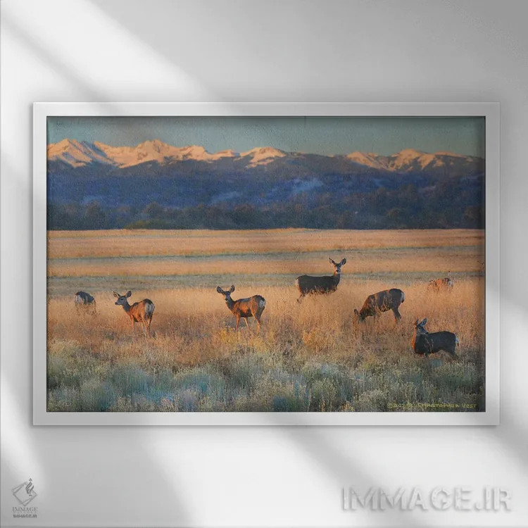 تابلو غزال در غروب اثر کریستوفر وست - نمای قابدار سفید