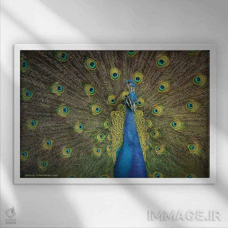 تابلو نمایش طاووس اثر کریستوفر وست - نمای قابدار سفید