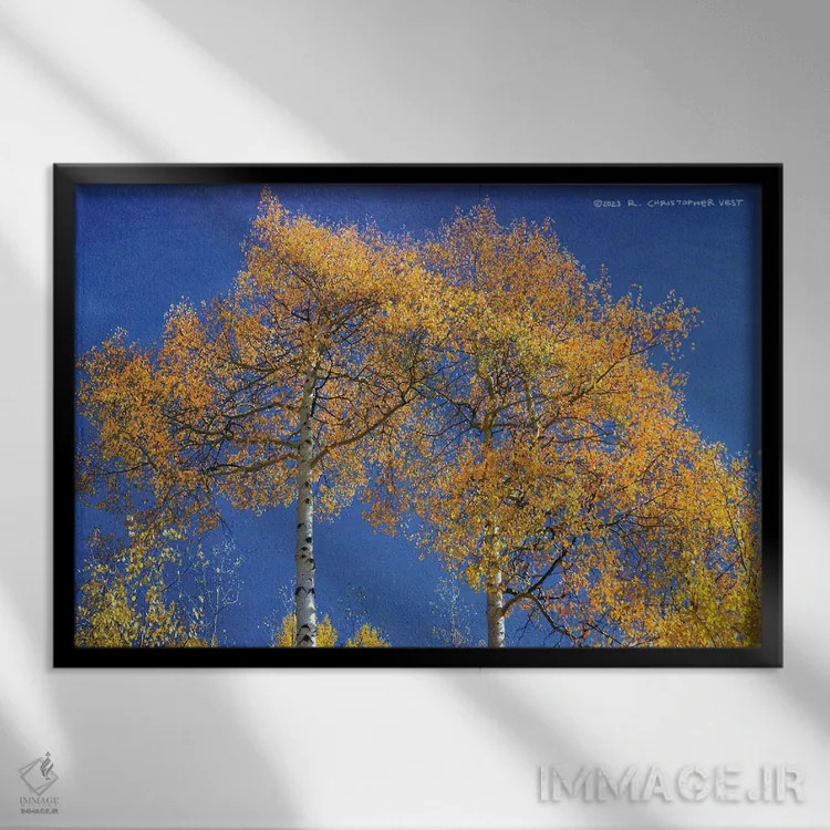 تابلو بالا نگریستن به دو درخت سپیدار همسان اثر کریستوفر وست - نمای قابدار مشکی