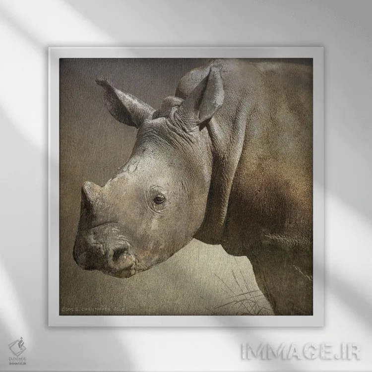 تابلو کرگدن سفید جوان اثر کریستوفر وست - نمای قابدار سفید