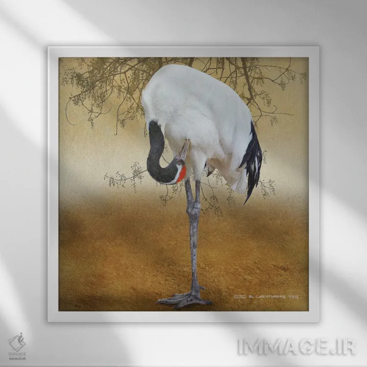 تابلو درنای تاجسرخ (پرنده) اثر کریستوفر وست - نمای قابدار سفید