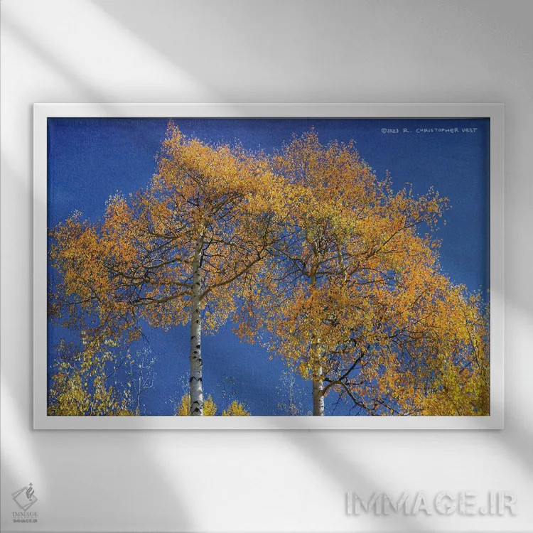 تابلو بالا نگریستن به دو درخت سپیدار همسان اثر کریستوفر وست - نمای قابدار سفید