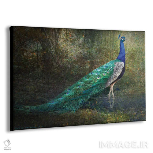تابلو طاووس کنار جوی جنگلی اثر کریستوفر وست - نمای پرسپکتیو محصول