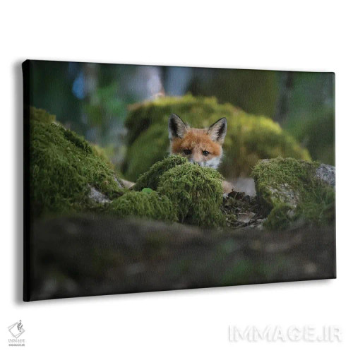 تابلو روباه کنجکاو اثر کریستین لیندستن - نمای پرسپکتیو محصول