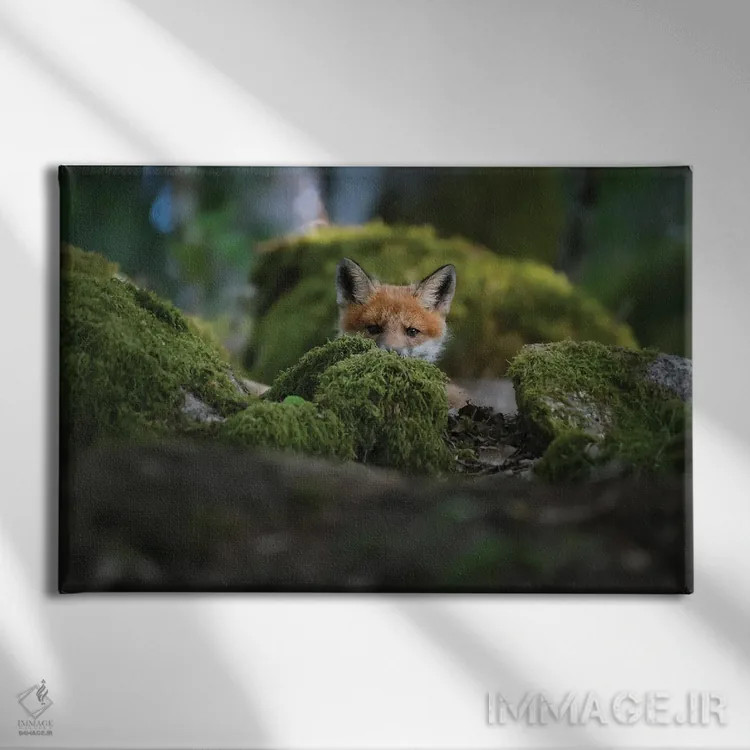 تابلو روباه کنجکاو اثر کریستین لیندستن - نمای روبهرو روی دیوار