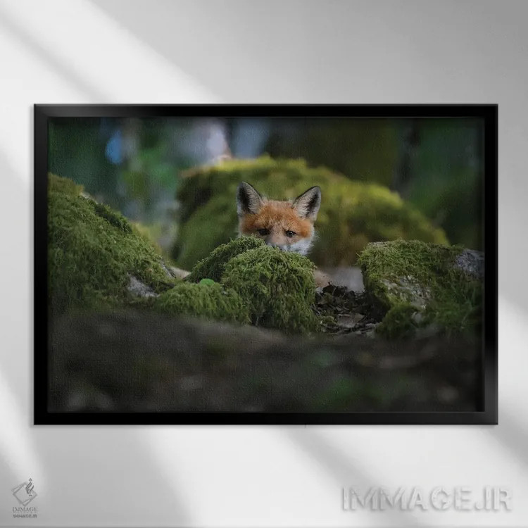 تابلو روباه کنجکاو اثر کریستین لیندستن - نمای قابدار مشکی