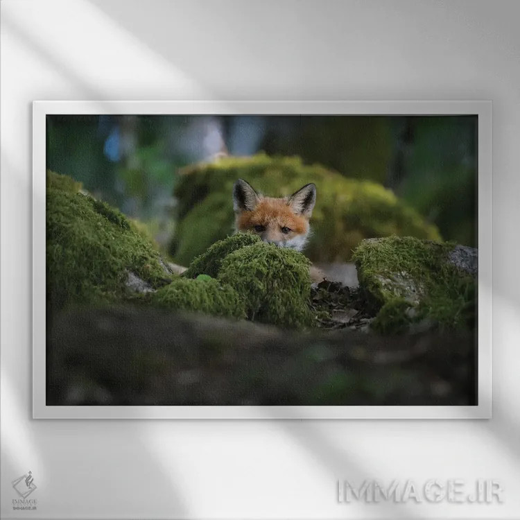 تابلو روباه کنجکاو اثر کریستین لیندستن - نمای قابدار سفید