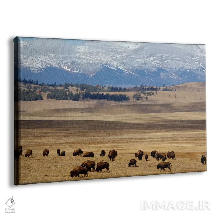 تابلو گله گاومیش آمریکایی در حال چرا در دشت، جنگل ملی پایک، کلرادو، آمریکا اثر سیندی میلر هاپکینز - نمای پرسپکتیو محصول