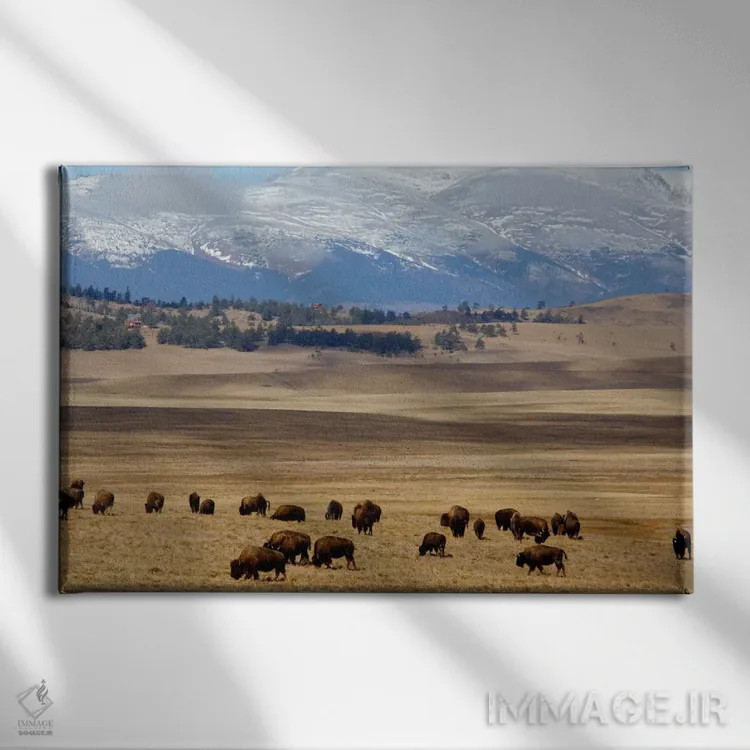 تابلو گله گاومیش آمریکایی در حال چرا در دشت، جنگل ملی پایک، کلرادو، آمریکا اثر سیندی میلر هاپکینز - نمای روبهرو روی دیوار