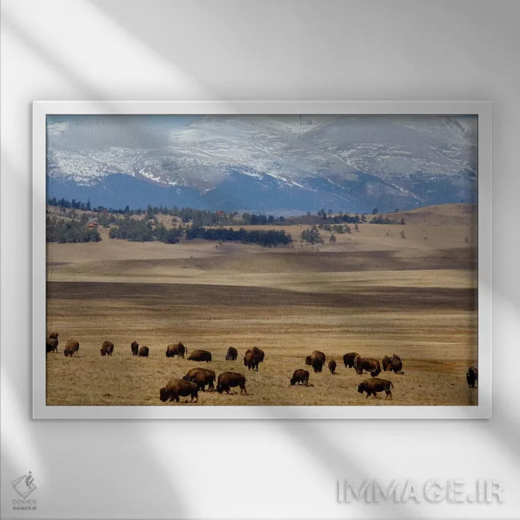 تابلو گله گاومیش آمریکایی در حال چرا در دشت، جنگل ملی پایک، کلرادو، آمریکا اثر سیندی میلر هاپکینز - نمای قابدار سفید