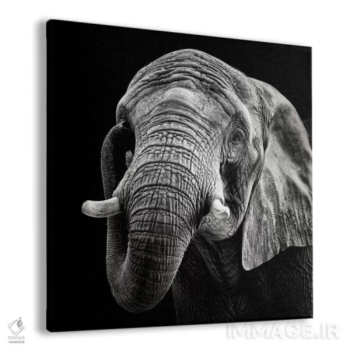 تابلو فیل آفریقایی اثر کریستین مِرمان - نمای پرسپکتیو محصول