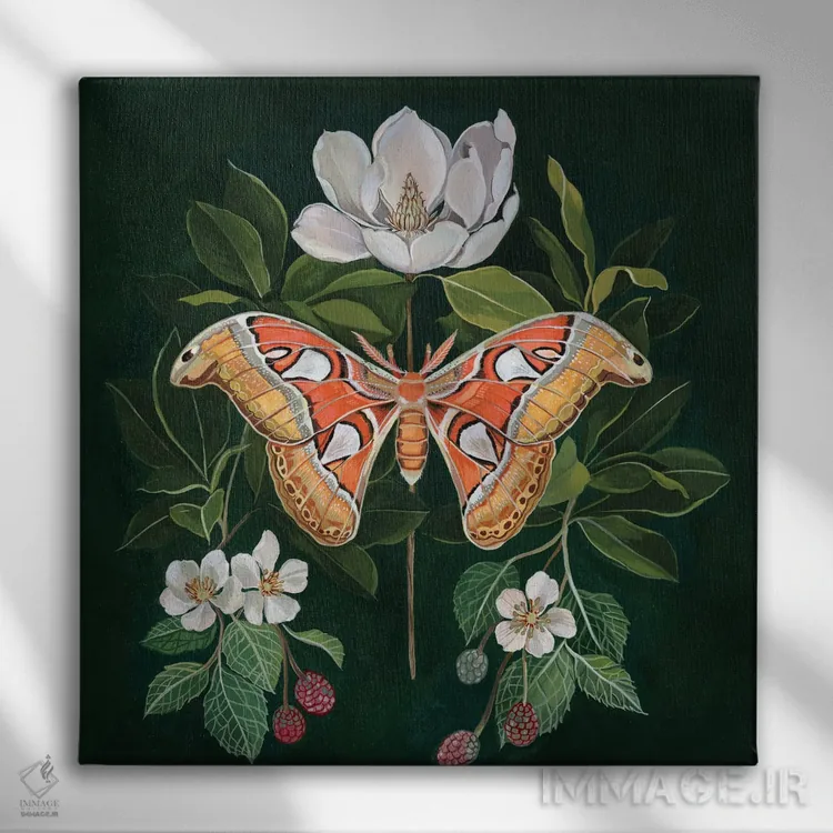 تابلو شبپره اطلس اثر کلارا مکآلیستر - نمای روبهرو روی دیوار