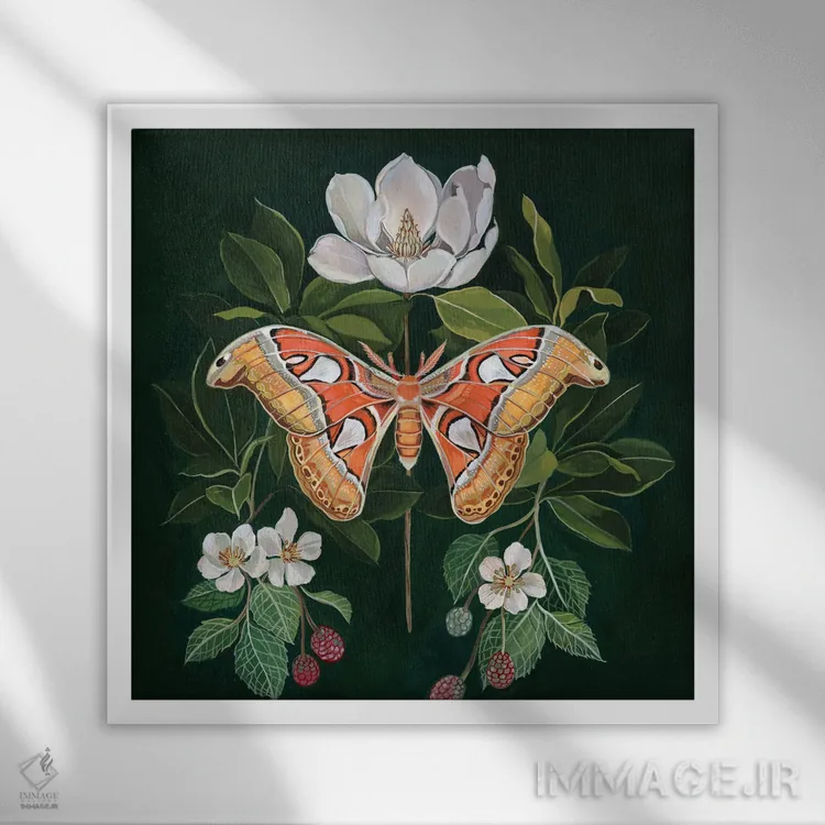 تابلو شبپره اطلس اثر کلارا مکآلیستر - نمای قابدار سفید