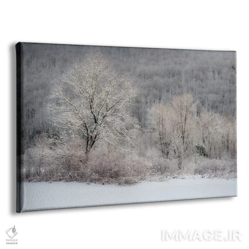 تابلو New York State. Morning sunlight on snow covered trees,آمریکا، ایالت نیویورک. نور خورشید صبحگاهی بر درختان پوشیده از برف اثر کریس موری - نمای پرسپکتیو محصول