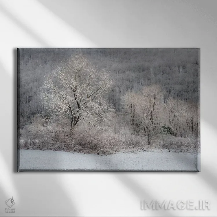 تابلو New York State. Morning sunlight on snow covered trees,آمریکا، ایالت نیویورک. نور خورشید صبحگاهی بر درختان پوشیده از برف اثر کریس موری - نمای روبهرو روی دیوار