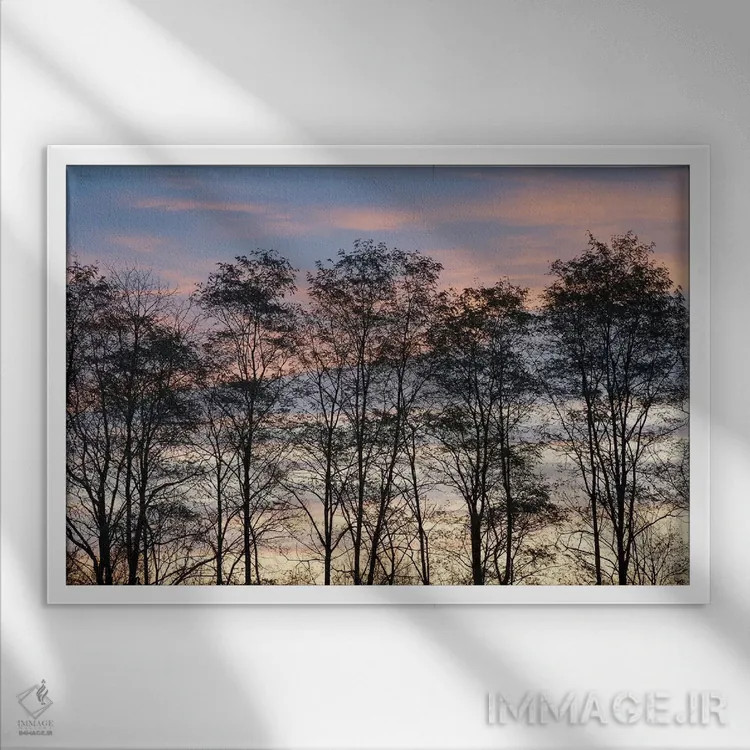 تابلو New York State. Trees silhouetted against a November sky.,آمریکا، ایالت نیویورک. سایهٔ درختان در برابر آسمان نوامبر اثر کریس موری - نمای قابدار سفید