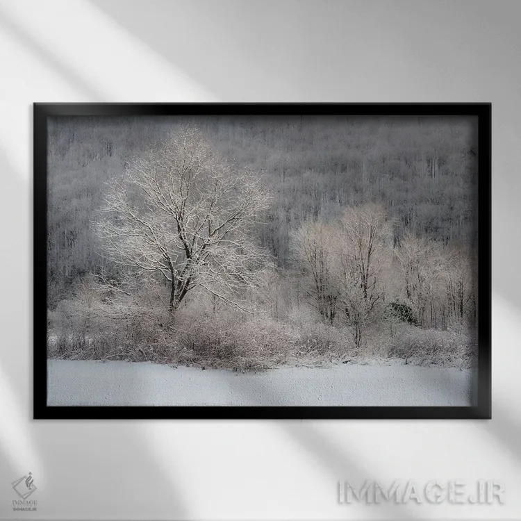 تابلو New York State. Morning sunlight on snow covered trees,آمریکا، ایالت نیویورک. نور خورشید صبحگاهی بر درختان پوشیده از برف اثر کریس موری - نمای قابدار مشکی