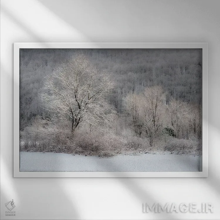 تابلو New York State. Morning sunlight on snow covered trees,آمریکا، ایالت نیویورک. نور خورشید صبحگاهی بر درختان پوشیده از برف اثر کریس موری - نمای قابدار سفید