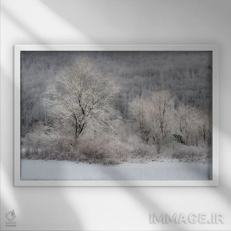 تابلو New York State. Morning sunlight on snow covered trees,آمریکا، ایالت نیویورک. نور خورشید صبحگاهی بر درختان پوشیده از برف اثر کریس موری - نمای قابدار سفید