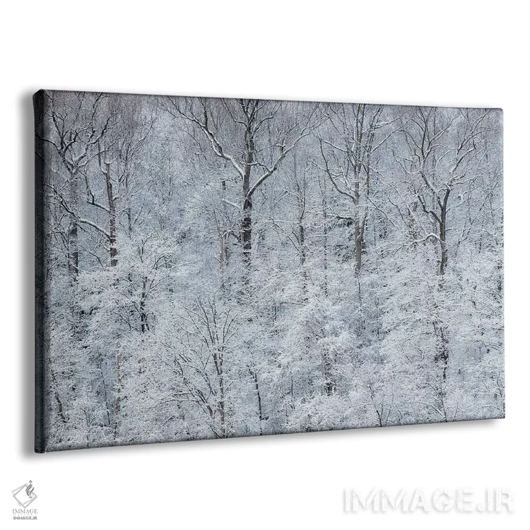 تابلو New York State. Snow covered trees, Green Lakes State Park,آمریکا، ایالت نیویورک. درختان پوشیده از برف، پارک ایالتی گرین لیکس اثر کریس موری - نمای پرسپکتیو محصول