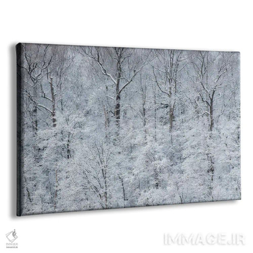 تابلو New York State. Snow covered trees, Green Lakes State Park,آمریکا، ایالت نیویورک. درختان پوشیده از برف، پارک ایالتی گرین لیکس اثر کریس موری - نمای پرسپکتیو محصول